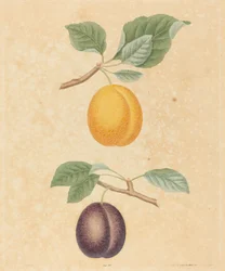 Two Plums