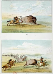 American Indians: Bison Hunt. Illustration by George Catlin