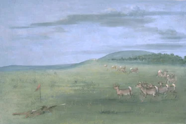 Antelope Shooting, Decoyed Up