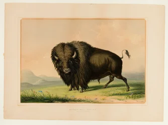 Buffalo Bull Grazing--no.2