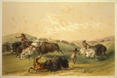 Buffalo Hunt: A Numerous Group