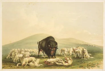 Buffalo Hunt: White Wolves Attacking Buffalo Bull