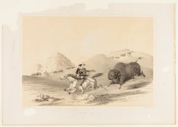 Buffalo Hunt Chasing Back no. 12
