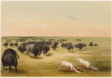 Buffalo Hunt, Under the White Wolf Skin