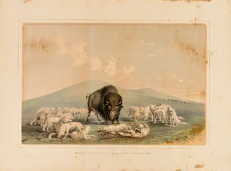 Buffalo Hunt, White Wolves Attacking a Buffalo Bull
