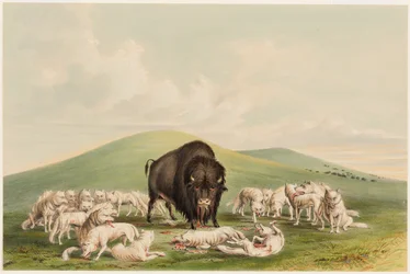 Buffalo Hunt, White Wolves Attacking a Buffalo Bull