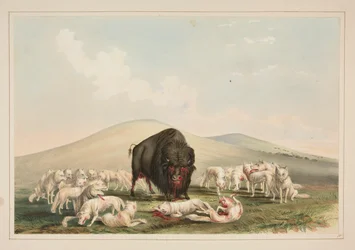 Buffalo Hunt, White Wolves Attacking a Buffalo Bull, pl. 10 from the North American Indian Portfolio