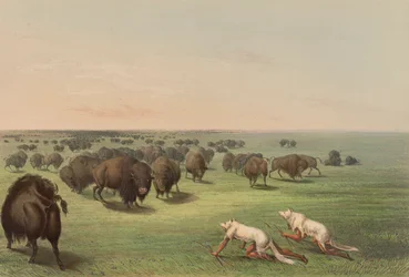 Buffalo Hunt, With Wolf Skin, plate 13 from the North American Indian Portfolio