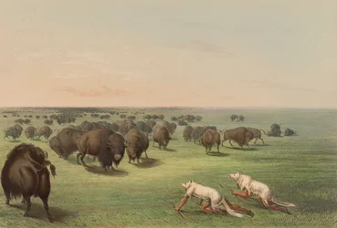 Buffalo Hunt, With Wolf Skin, pl. 13 from the North American Indian Portfolio