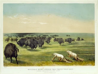 Buffalo Hunt under the White Wolf Skin