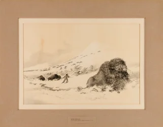 Dying Buffalo
