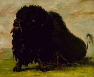 Dying Buffalo, Shot with an Arrow