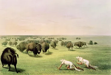 Hunting Buffalo Camouflaged with Wolf Skins