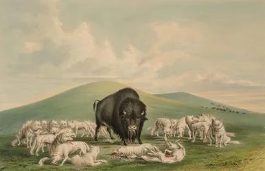 White Wolves Attacking a Buffalo Bull