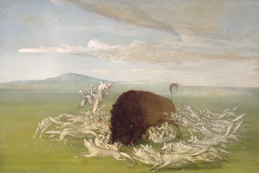 White Wolves Attacking a Buffalo Bull, 1832-1833