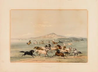 Wild Horses at Play--no. 3