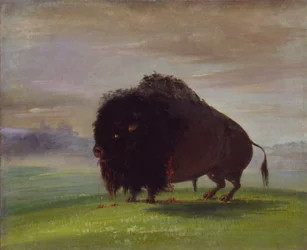 Wounded Buffalo, Strewing His Blood over the Prairies, 1832-1833