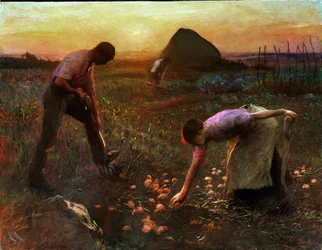 The Allotment Garden