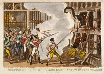 Destruction of the Furious Elephant at Exeter Change