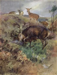 Illustration for The Story of a Red Deer