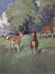 Illustration for The Story of a Red Deer