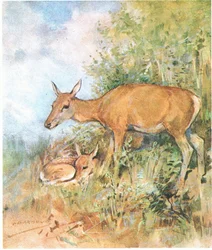 She Always Had a Cosy Bed Ready for Him in Grass or Fern
