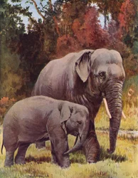 Elephants in the Jungle