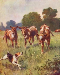 The Dog is Barking at the Cows
