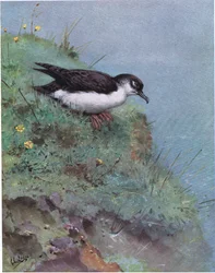 Manx Shearwater