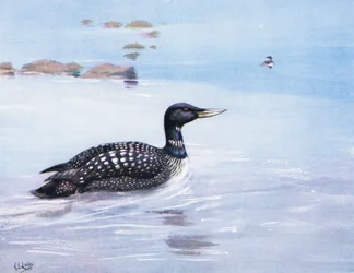 White Billed Northern Diver