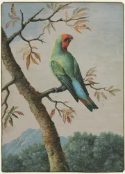 Bird Study