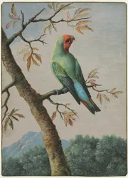 Bird Study