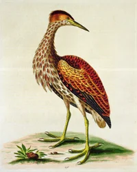 Bittern from Hudson