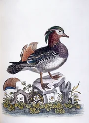 Chinese Teal