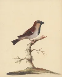 [Cock Sparrow]