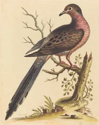 Fedoa Americana with Red Breast