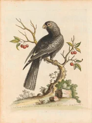 Birds I Singapore Plate 5