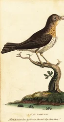 Little thrush, Turdus minor (1800)