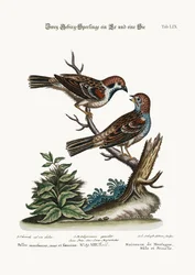 Mountain Sparrows, Cock and Hen, 1749-73