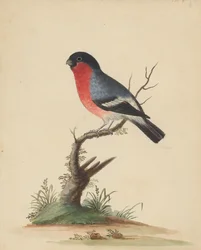 [Red-Breasted Bird]