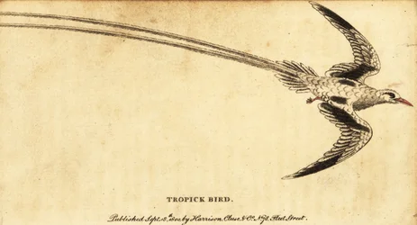 Red-Billed Tropicbird, Phaethon Aethereus (1800)