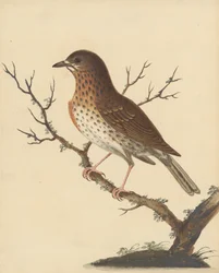 [Song Thrush]