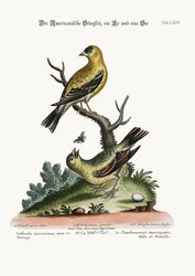 The American Goldfinch, Cock and Hen, 1749-73