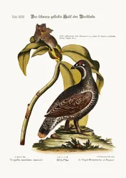 The Black and Spotted Heathcock
