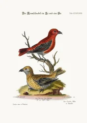 The Cross-Bills, Cock and Hen, 1749-73