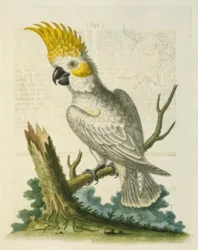 The Lesser White Cockatoo with a Yellow Crest