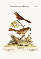 The Little Sparrow, and the Wax-bill, 1749-73