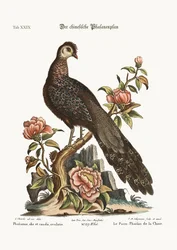 The Peacock Pheasant from China