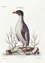 The Penguin