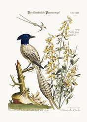 The Pyed Bird of Paradise, 1749-73